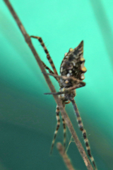 Argiope australis