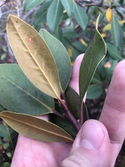Rhododendron carolinianum