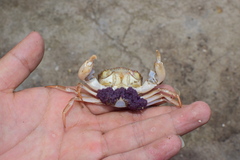 Eucrate crenata