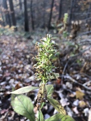 Solidago flaccidifolia