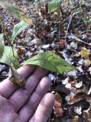 Solidago flaccidifolia