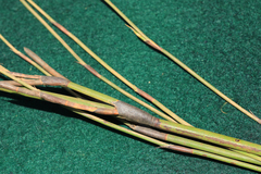 Hypodiscus aristatus