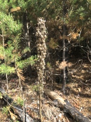 Xerophyllum asphodeloides