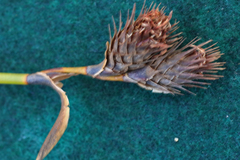 Hypodiscus aristatus