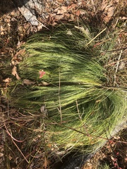 Xerophyllum asphodeloides