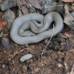 Duberria lutrix