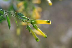 Nicotiana glauca