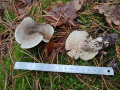 Tricholoma saponaceum