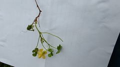 Oxalis