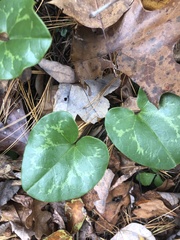 Hexastylis virginica