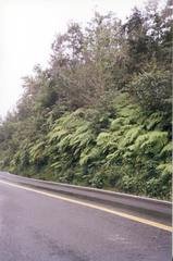 Lophosoria quadripinnata