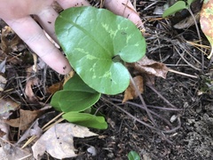 Hexastylis virginica