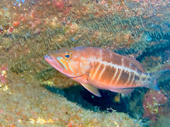 Serranus atricauda