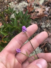 Polygala curtissii