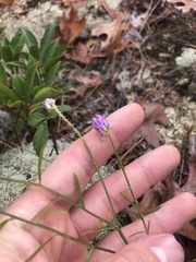 Polygala curtissii