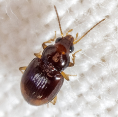 Elaphropus