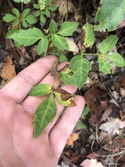 Ligusticum canadense