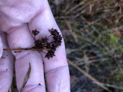 Juncus canadensis