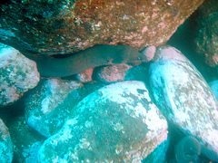 Gymnothorax unicolor