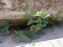 Aristolochia versabilifolia