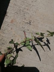 Aristolochia versabilifolia