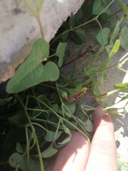 Aristolochia versabilifolia