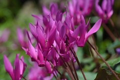 Cyclamen repandum