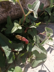 Aristolochia versabilifolia