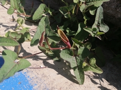 Aristolochia versabilifolia