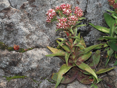 Crassula alba