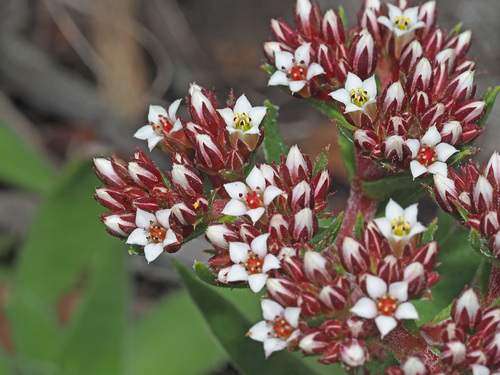 grassland red crassula