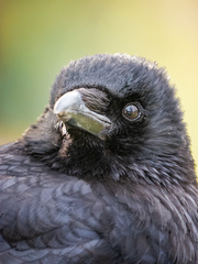 Corvus corone