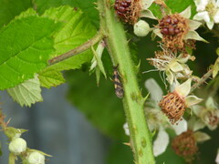 Mystacides longicornis