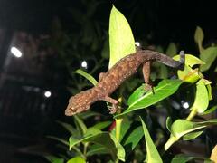 Cyrtodactylus marmoratus