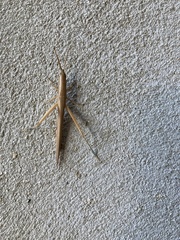 Leptysma marginicollis