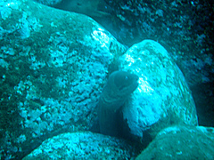 Gymnothorax unicolor
