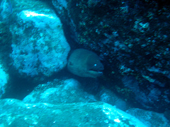Gymnothorax unicolor