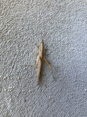 Leptysma marginicollis