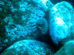 Gymnothorax unicolor
