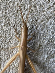 Leptysma marginicollis