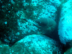 Gymnothorax unicolor