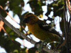 Pheucticus chrysopeplus