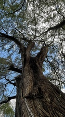 Taxodium mucronatum