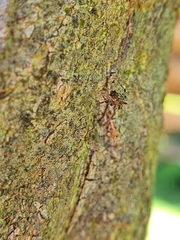 Uloboridae