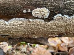 Phlebia centrifuga