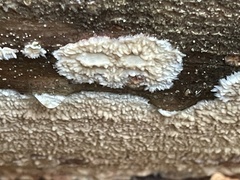 Phlebia centrifuga