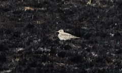 Bartramia longicauda