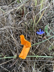 Eschscholzia californica
