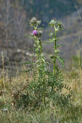 Cirsium eriophorum