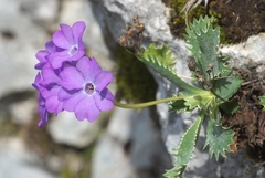 Primula marginata